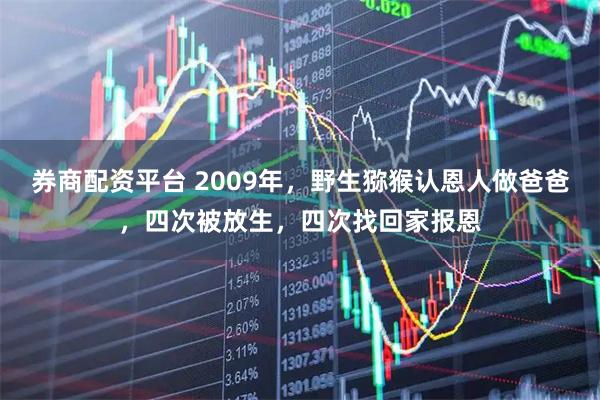 券商配资平台 2009年，野生猕猴认恩人做爸爸，四次被放生，四次找回家报恩